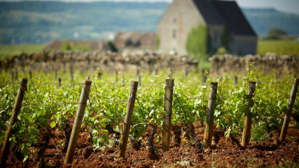 Domaine Olivier Leflaive 